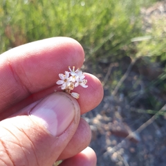 Bulbinella trinervis