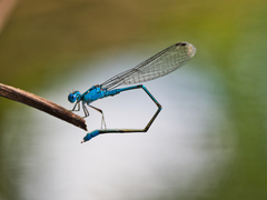 Pseudagrion microcephalum