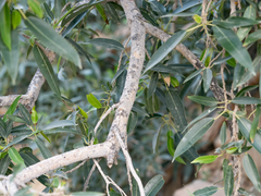 Ficus cordata