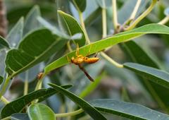 Polistes wattii