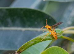 Polistes wattii