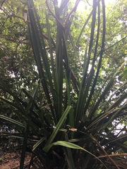 Pandanus atrocarpus