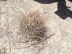 Ancistrocactus pinkavanus