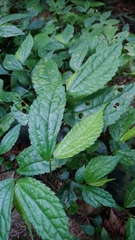 Elatostema cyrtandrifolium