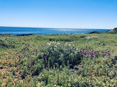 Astragalus miguelensis