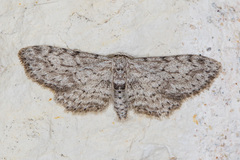 Pimaphera sparsaria