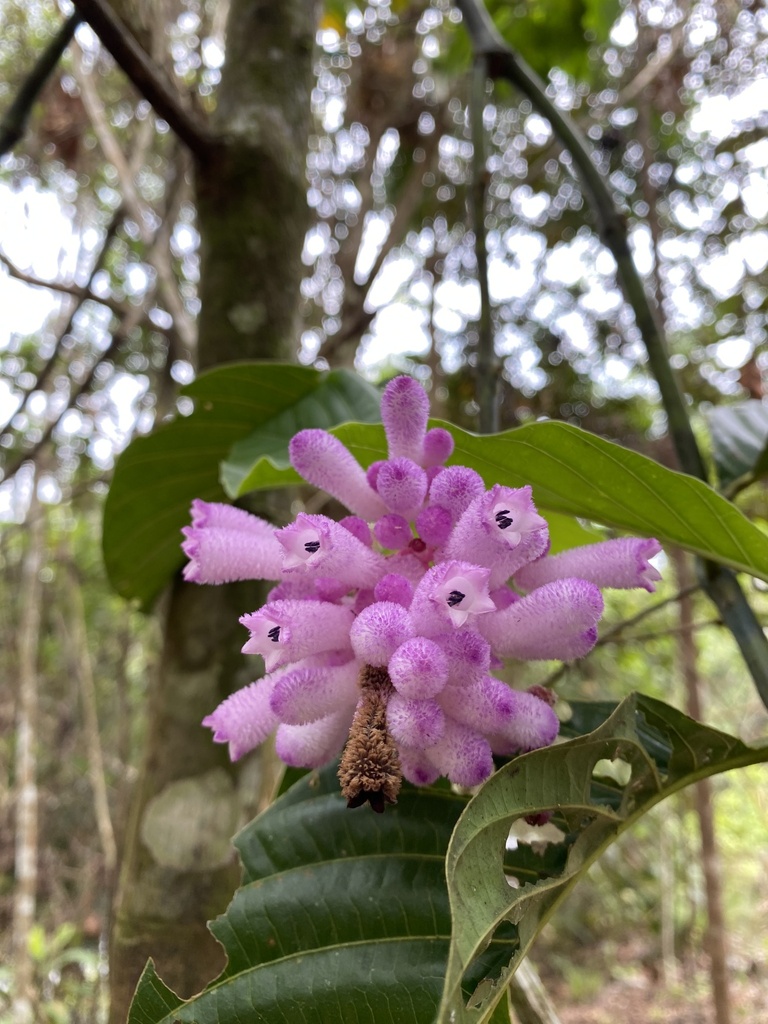 Palicourea lasiantha from Lago Agrio, Sucumbios, EC on March 25, 2024 ...