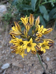 Triteleia