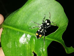 Hoplomutilla