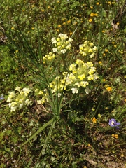Castilleja campestris