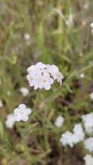 Rough Popcornflower (Plagiobothrys nothofulvus)