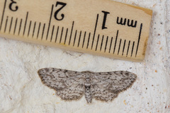 Pimaphera sparsaria