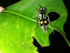 Hoplomutilla