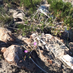 Ruschia diversifolia