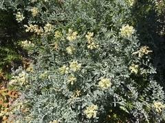 Astragalus miguelensis