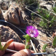 Ruschia diversifolia