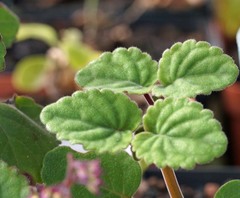 Plectranthus reflexus