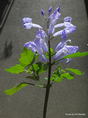Plectranthus saccatus