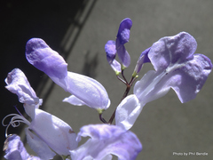 Plectranthus saccatus