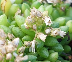 Crassula exilis