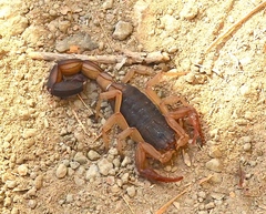 Centruroides edwardsii