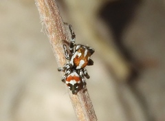 Nycerella delecta