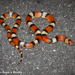 Florida Scarletsnake - Photo (c) Beren Erkan (herper/photographer), some rights reserved (CC BY-NC), uploaded by Beren Erkan (herper/photographer)