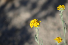 Psilostrophe gnaphalodes