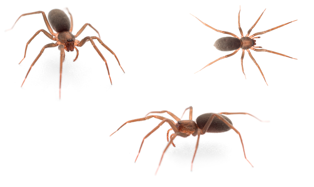Mesiotelus mauritanicus
