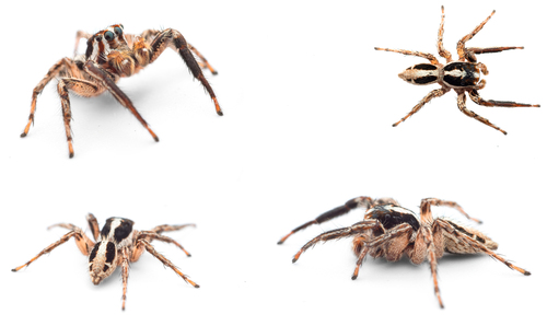 Pantropical Jumping Spider, Andalucía, ES, photo 9 of 10