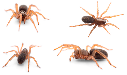 Selamia reticulata