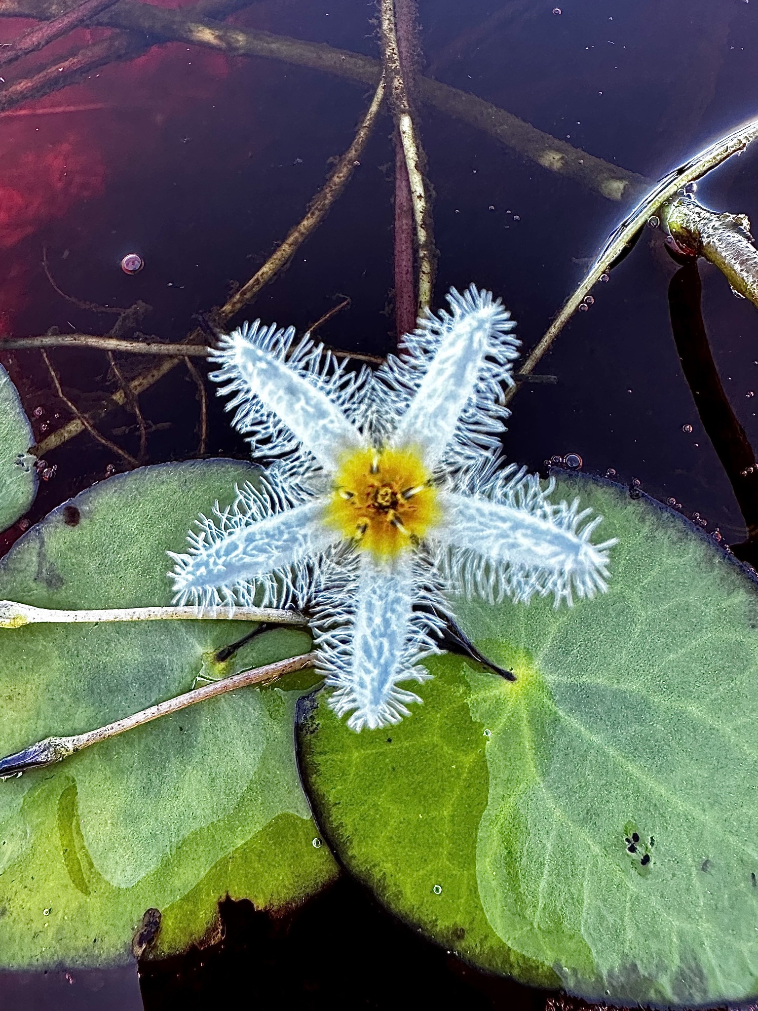 Nymphoides humboldtiana