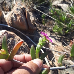 Ruschia diversifolia