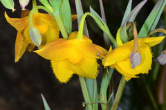 Calochortus amabilis