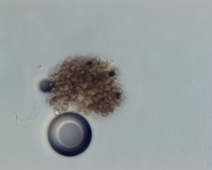 Hyaloscypha spiralis