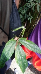 Arisaema penicillatum
