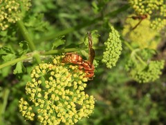 Polistes apachus texanus