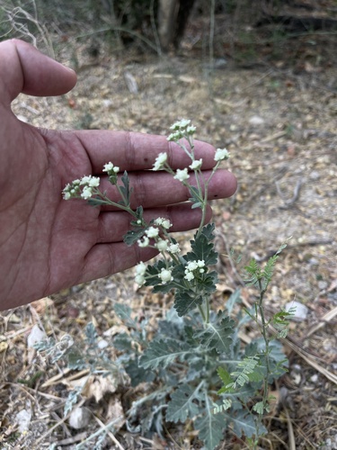 Image of Parthenium confertum by (c) Brandon Corder, some rights reserved (CC BY)
