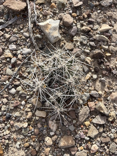 Image of Big Bend Club-Cholla (Grusonia aggeria) by (c) Brandon Corder, some rights reserved (CC BY)