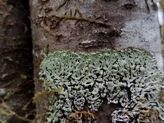 Menegazzia subsimilis