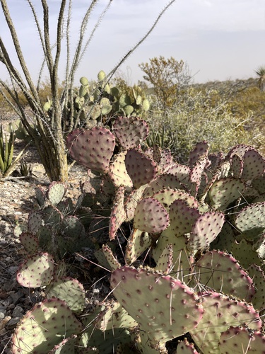 Opuntia aureispina, photograph 4