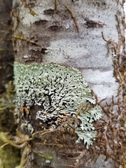 Menegazzia subsimilis