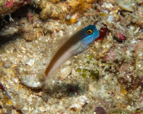 Grootoog-koraalslijmvis (Ecsenius ops) — Blenniidae — 5