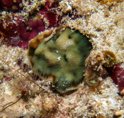 Seaweed of Death from Hana