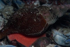 Africofusus ocelliferus