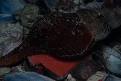 Africofusus ocelliferus