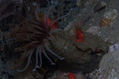 Ceriantheopsis austroafricanus