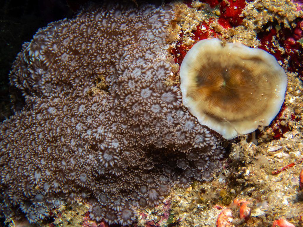 Leptoseris fragilis from Underwater Cave, Menjangan, Bali, Indonesia on ...