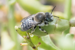 Anthidium