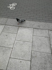 Columba livia domestica